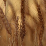 Дикий мустанг на фоне золотистых прерий как символ природной свободы