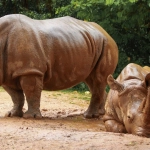 Дикая природа в слот игре Great Rhino Deluxe - носорог в саванне